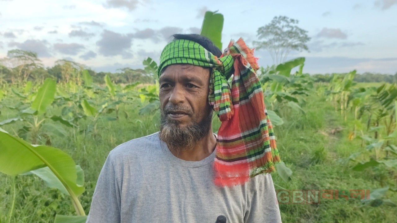 প্রবাস জীবন শেষে কৃষিতেই সাফল্য: গৌরনদীর খাঞ্জাপুরে বারেক সরদারের অনুকরণীয় উদ্যোগ