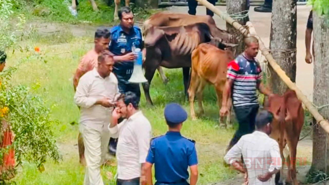 বরিশালের মেহেন্দিগঞ্জ থানায় ২৮ টি গরু নিলামে ১৬ লক্ষ ৪৫ হাজার টাকায় বিক্রি